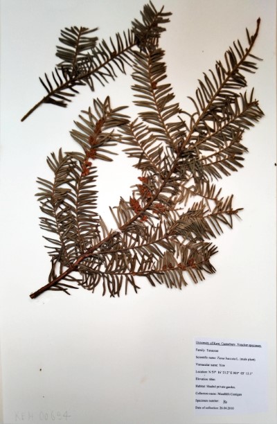 CST10 Taxus baccata L.