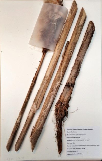 CST 1 Typha angustifolia L.