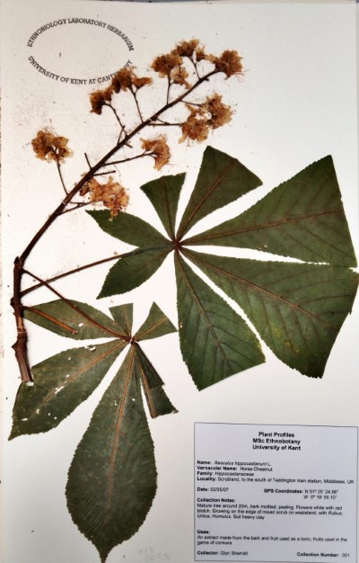 GS1 Aesculus hippocastanum L.