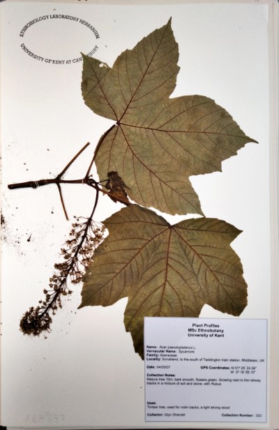 GS2 Acer pseudoplatanus L.