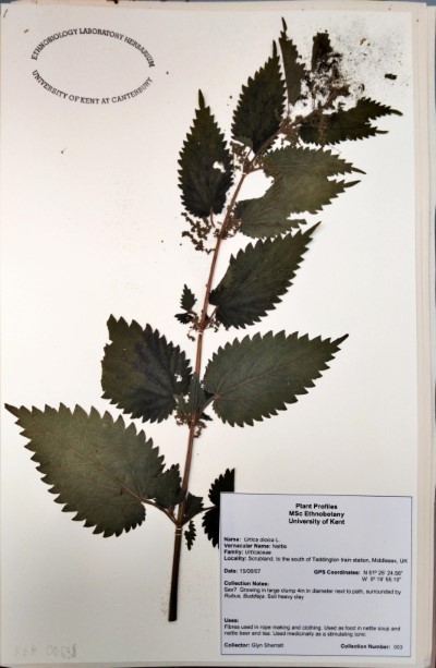 GS3 Urtica dioica L.