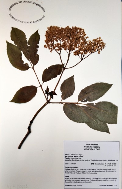 GS4 Sambucus nigra L.