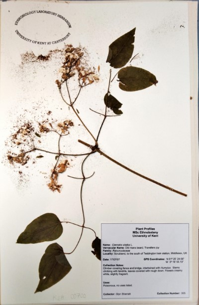 GS5 Clematis vitalba L.