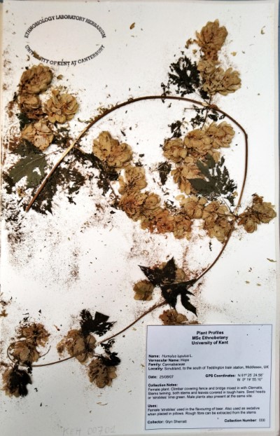 GS6 Humulus lupulus L.