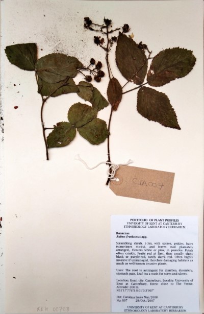 CIA007 Rubus fruticosus L.