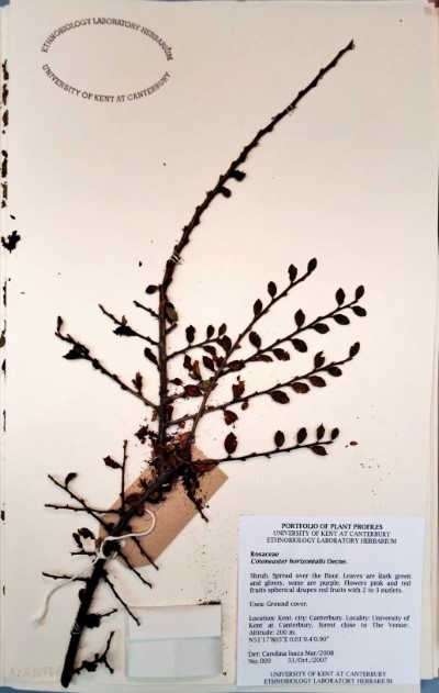 CIA009 Cotoneaster horizontalis Decne.