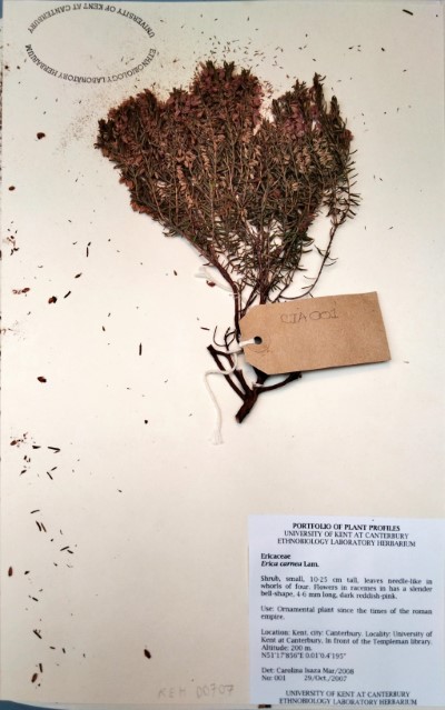 CIA001 Erica carnea Lam.