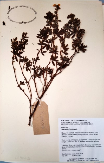 CIA006 Potentilla fruticosa L.