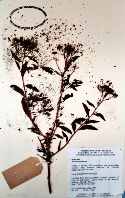 CIA005 Spiraea  japonica L.f.