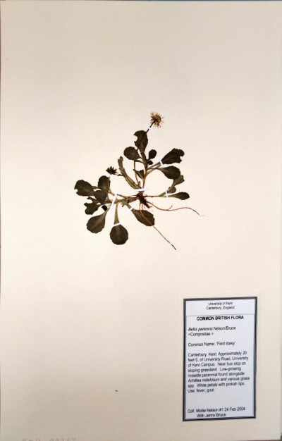 MNL1 Bellis perennis L.