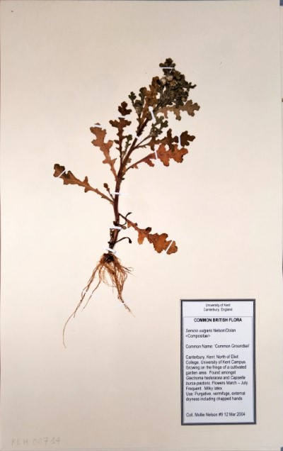 MNL9 Senecio vulgaris L.