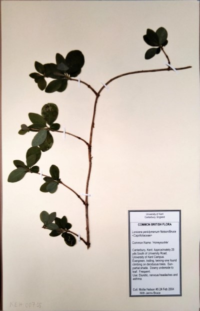 MNL5 Lonicera periclymenum L.