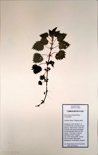 MNL2 Urtica dioica L.