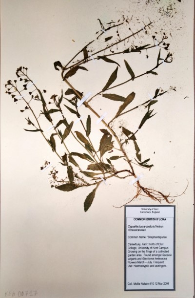 MNL10 Capsella bursa-pastoris L.