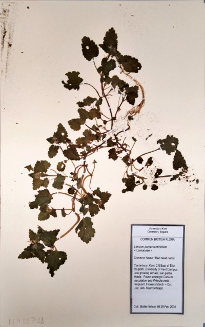 MNL8 Lamium purpureum L.