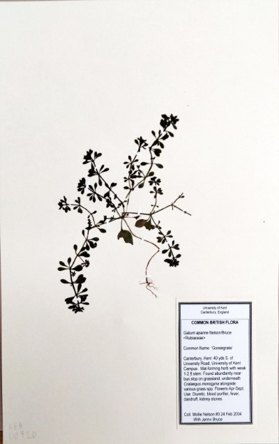 MNL3 Galium aparine L.