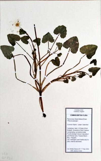 MNL 11 Ranunculus ficaria L.