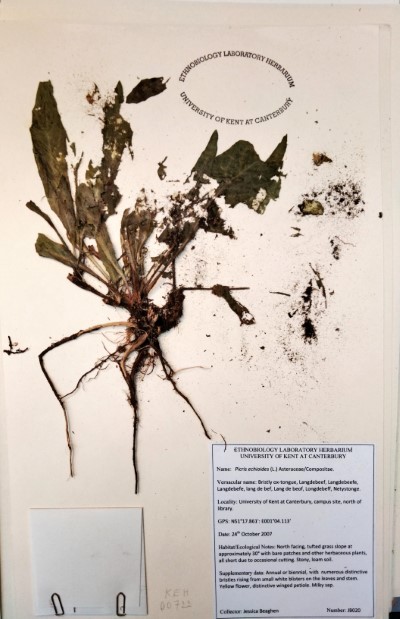 JB020 Picris echioides L.