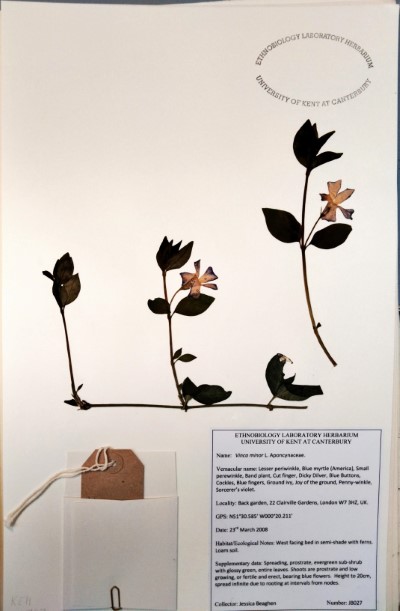 JB027 Vinca minor L.