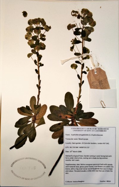 JB024 Euphorbia amygdaloides L.