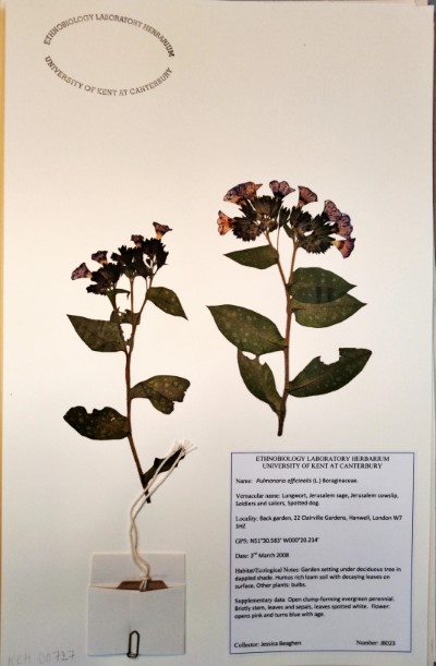 JB023 Pulmonaria officinalis L.