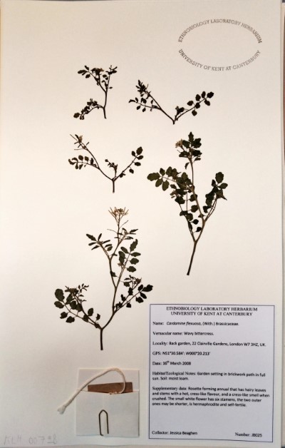 JB025 Cardamine flexuosa With.