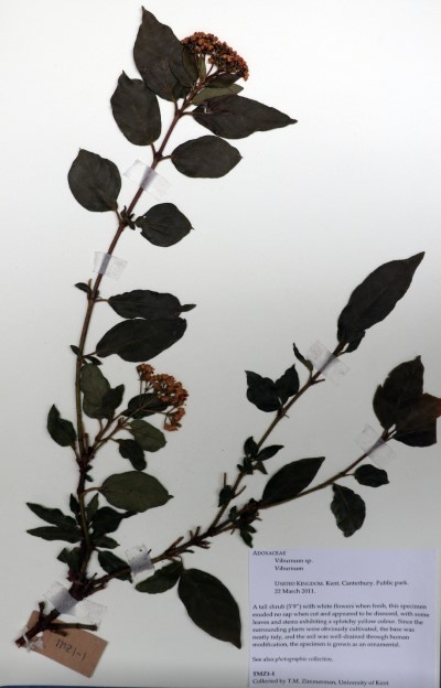 JB028 Viola riviniana “Purpurea” Rchb.