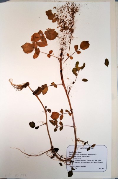 NEB007 Rorippa nasturtium-aquaticum (L.) Schinz & Thell.