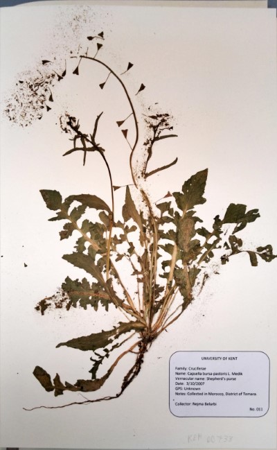 NEB011 Capsella bursa-pastoris L.