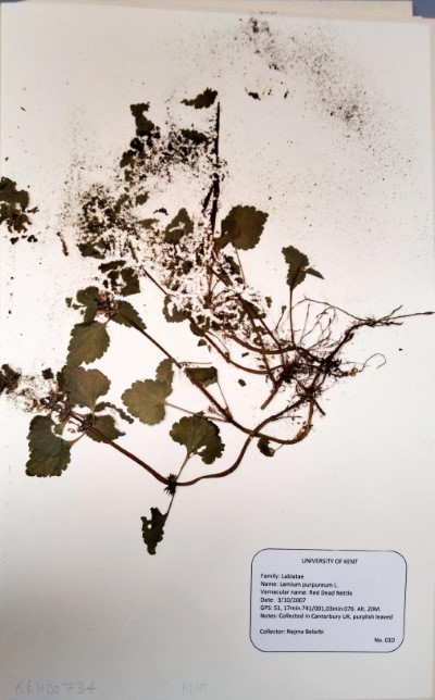 NEB010 Lamium purpureum L.