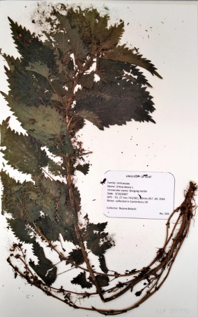 NEB009 Urtica dioica L.