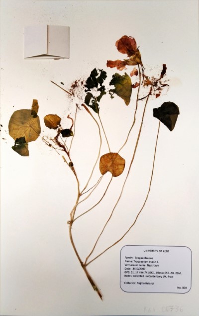 NEB008 Tropaeolum majus L.