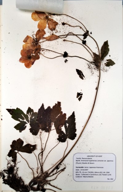 NEB022 Anemone  hupehensis var. japonica  (Thunb.) Bowles & Stearn