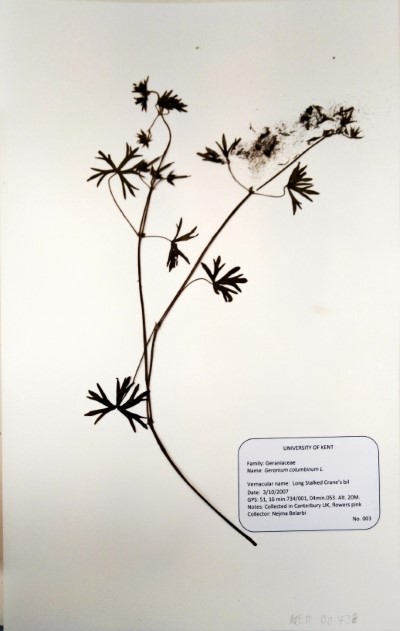 NEB003 Geranium columbinum L.