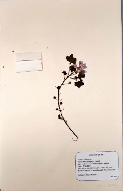 NEB004 Malva neglecta Wallr.