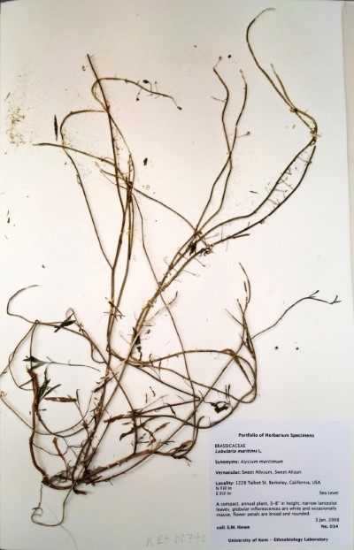 EH014 Lobularia maritimis L.