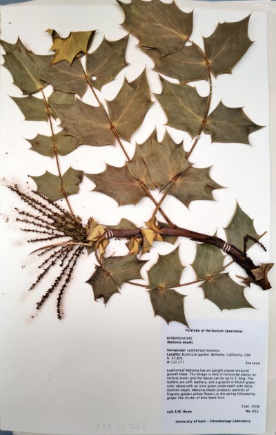 EH012 Mahonia bealei (Fortune) Carrière