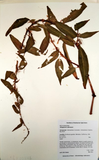 EH013 Polygonum odoratum Lour.