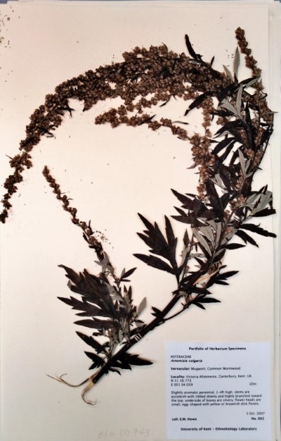 EH003 Artemisia vulgaris L.