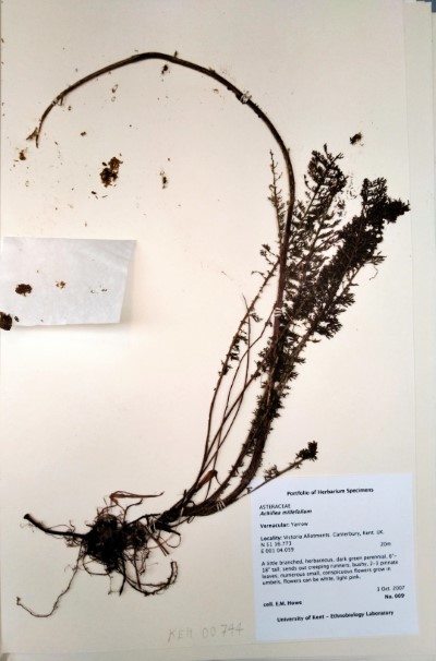 EH009 Achillea millefolium L.