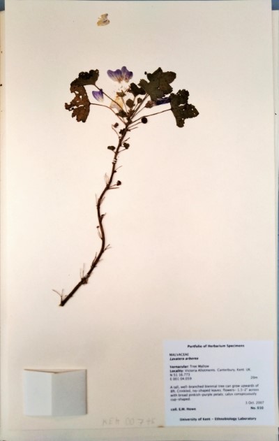 EH010 Lavatera arborea L.