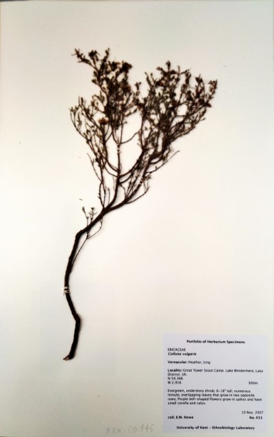 EH011 Calluna  vulgaris (L.) Hull