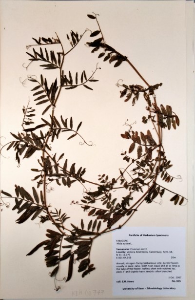 EH005 Vicia sativa L.