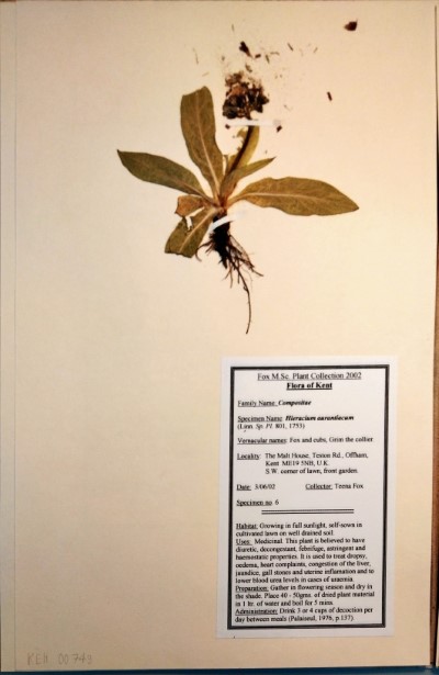 TF06 Hieracium aurantiacum L.