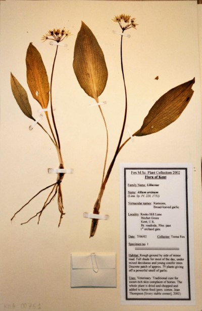 TF01 Allium ursinum L.