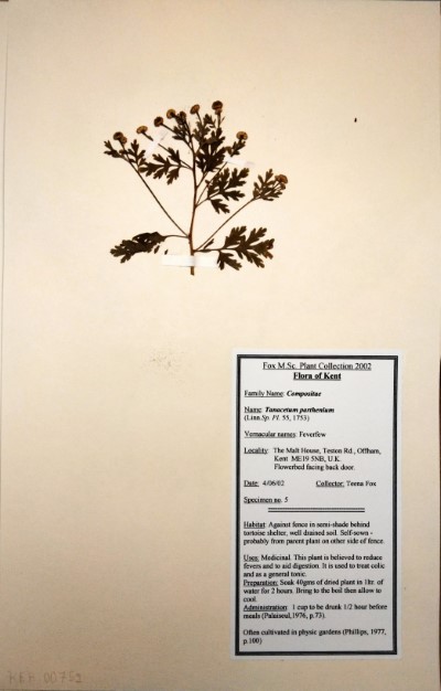 TF05 Tanacetum parthenium L.