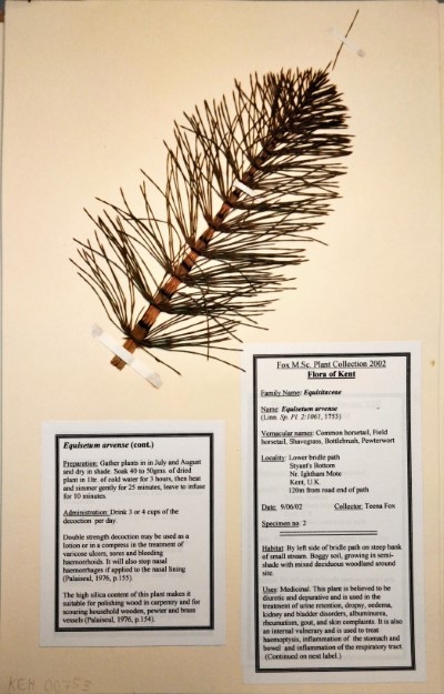 TF02 Equisetum arvense L.