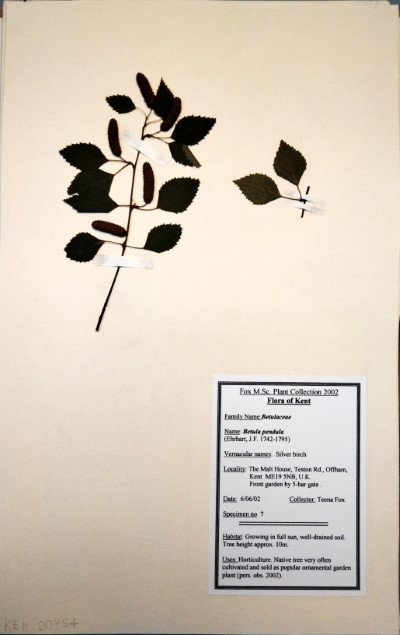 TF07 Betula pendula Roth.