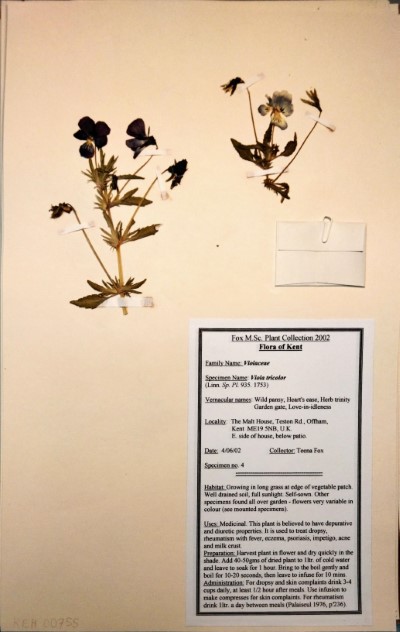 TF04 Viola tricolor L.