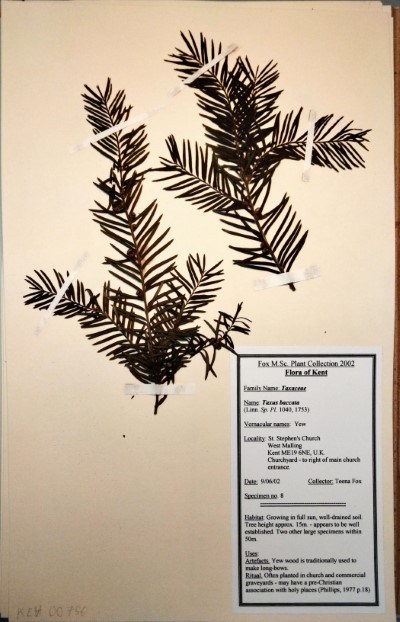 TF08 Taxus baccata L.